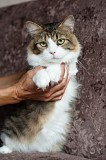 Мени – потешный нос Минск
