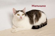 Чудесные кошечки-сестрички Малышка и Мура в дар Минск