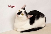Чудесные кошечки-сестрички Малышка и Мура в дар Минск