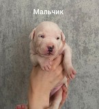 Щенки Питбуля Жлобин