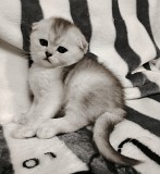 Котята. Минск