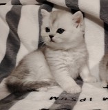 Котята. Минск