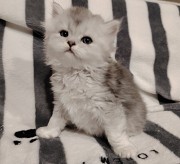 Котята. Минск