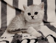 Котята. Минск
