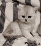 Котята. Минск
