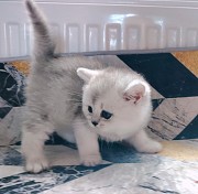 Кошечка котенок. Минск