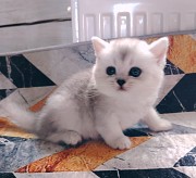 Кошечка котенок. Минск