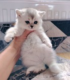 Кошечка котенок. Минск