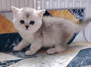 Кошечка котенок. Минск