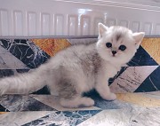 Кошечка котенок. Минск