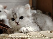 Котенок скоттиш-страйт. Минск