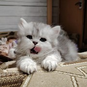 Котенок скоттиш-страйт. Минск