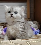 Котенок скоттиш-страйт. Минск
