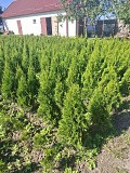 Туи смарагд Минск