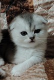 Вислоухая кошечка. Минск