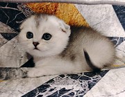 Вислоухая кошечка. Минск