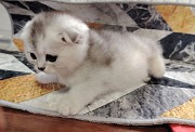 Вислоухая кошечка. Минск