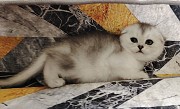 Вислоухая кошечка. Минск