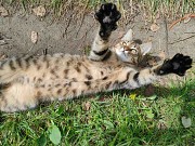 Котята срочно ищут дом Минск