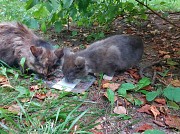 Котята срочно ищут дом Минск