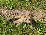 Котята срочно ищут дом Минск