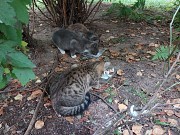 Котята срочно ищут дом Минск