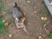 Котята срочно ищут дом Минск