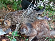 Котята срочно ищут дом Минск
