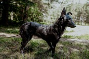 Прекрасная юная собака Наоми в дар Минск