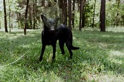 Прекрасная юная собака Наоми в дар Минск