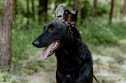 Прекрасная юная собака Наоми в дар Минск