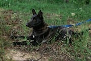 Замечательный пёсик Балу в дар Минск