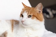 Рыжий котик Сеня срочно ищет дом Минск