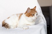Рыжий котик Сеня срочно ищет дом Минск