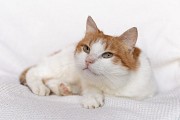 Рыжий котик Сеня срочно ищет дом Минск