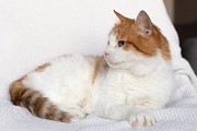 Рыжий котик Сеня срочно ищет дом Минск