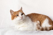 Рыжий котик Сеня срочно ищет дом Минск