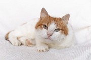 Рыжий котик Сеня срочно ищет дом Минск