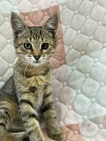 Котята 3-4 месяца Минск