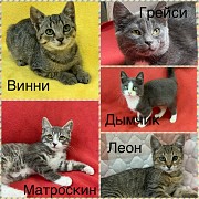Котята 3-4 месяца Минск