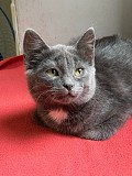 Котята 3-4 месяца Минск