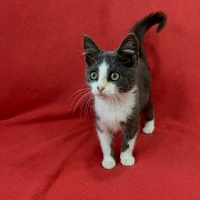 Котята 3-4 месяца Минск