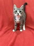 Котята 3-4 месяца Минск