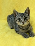Котята 3-4 месяца Минск