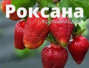 Саженцы клубники Роксана Дрогичин