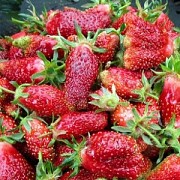 Саженцы клубники сорт Купчиха Дрогичин