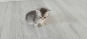 Котята Рогачев