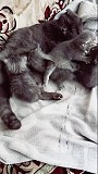 Котята Рогачев