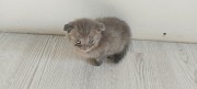 Котята Рогачев