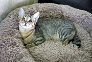 Котенок Шакира в дар Минск